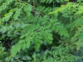 6 Manfaat Daun Kelor untuk Kulit Wajah