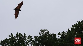Selain Corona, Ada Virus Lain dalam Kelelawar Buah