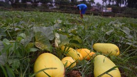 Ribuan Mahasiswa Bakal Diterjunkan Dampingi Petani