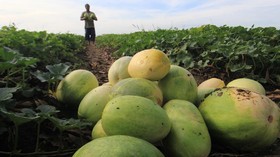 Menjajal 4 Aplikasi dan Situs Beli Sayur Buah dari Petani