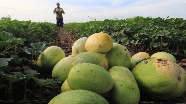 Pembeli bisa membeli sayur dan buah segar langsung dari petani dari empat aplikasi ini. Berikut ulasan kelebihan dan kekurangan empat aplikasi tersebut.