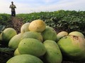 Menjajal 4 Aplikasi dan Situs Beli Sayur Buah dari Petani