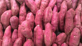 Mengapa Ubi Jalar Ungu Berbeda dengan Ubi Lain?