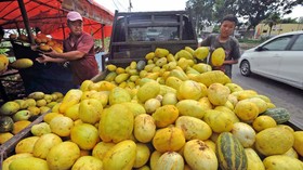 Empat Cara Pilih Timun Suri Matang dan Manis