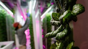 Jenis Usaha Agribisnis yang Bisa Kamu Lakukan di Rumah