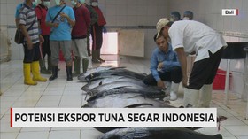 Menggali Potensi Ekspor Tuna Segar Indonesia