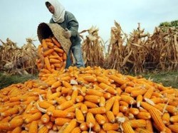 Aduh, RI Mau Impor Jagung Lagi?