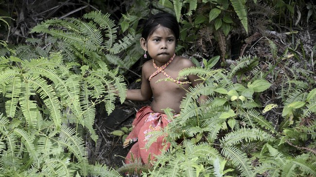 Orang rimba Jambi memiliki kearifan lokal karantina/isolasi dan social distancing seperti cara pemerintah untuk menekan penularan Covid-19 di tengah warga.