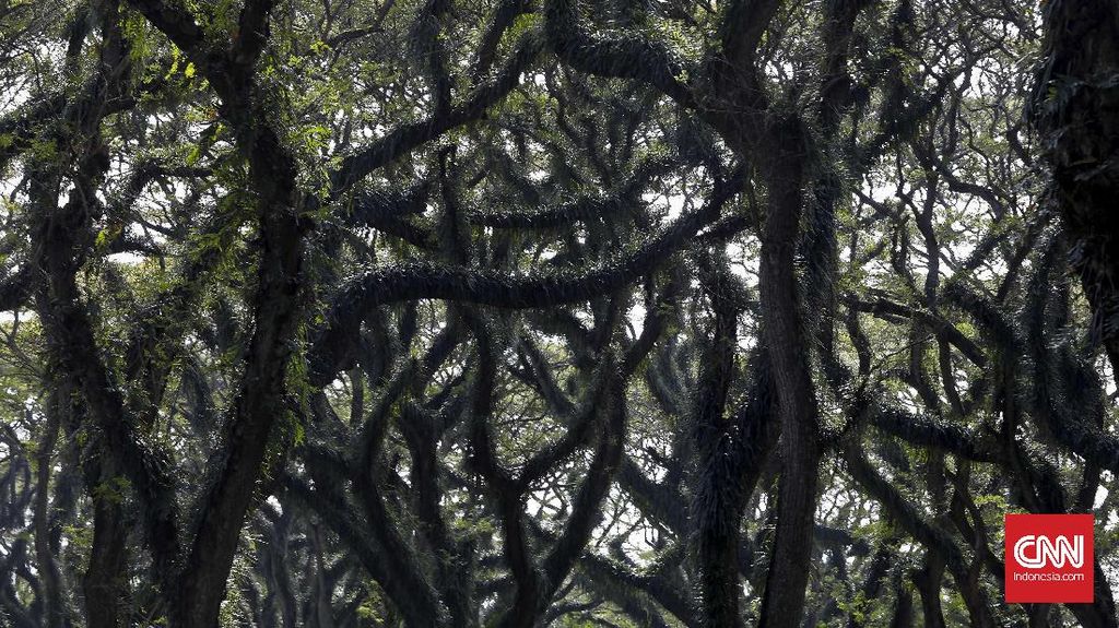 Menhut Serahkan Hutan Kemasyarakatan 492 Ha ke Masyarakat Banyuwangi