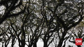 Merasakan Nuansa Hutan 'Lord of the Rings' di Banyuwangi