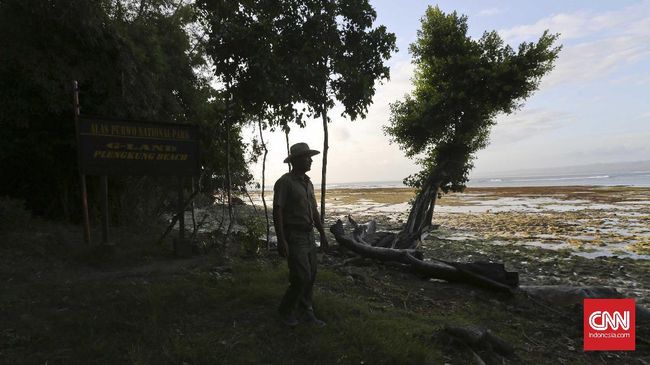 "Berkantor" di tengah hutan yang gelap dan tak beraspal menjadi tugas seorang rimbawan setiap harinya.