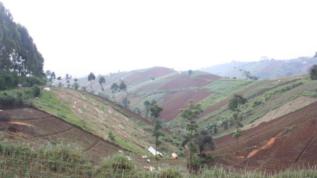 Ribuan hektare perbukitan di kawasan Bandung Utara sudah gundul. Kamu bisa ikut membantu menghijaukan kembali kawasan ini.