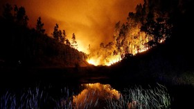 Kebakaran Hutan, Kanada Berlakukan Kondisi Darurat