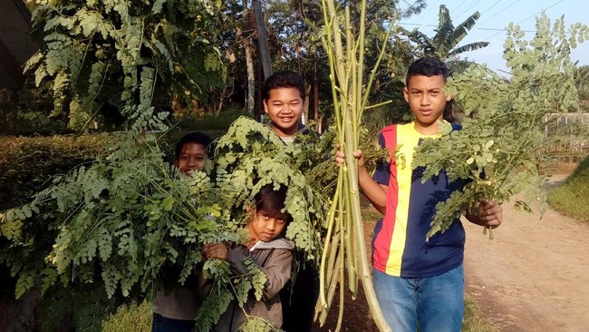 Tanaman ini punya mitos kurang baik. Padahal, ada banyak sekali manfaat untuk kesehatan yang bisa dipetik dari daun, biji, kulit, bunga, dan akarnya.
