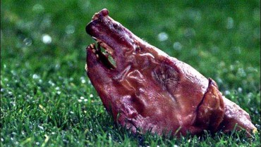 Viral Kreator Konten yang Aktif Kritik Pemerintah Ngaku Dapat Kiriman Kepala Babi