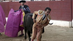 FOTO: Momen Matador Tewas Ditanduk Banteng