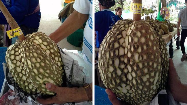 Thailand kini punya durian jenis baru, yaitu durian tanpa duri. Durian ini memiliki bentuk dan wujud seperti buah srikaya namun dalam ukuran yang lebih besar.