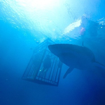 'Southpaw' hingga Teror Hiu Ganas '47 Meters Down' di Bioskop Trans TV