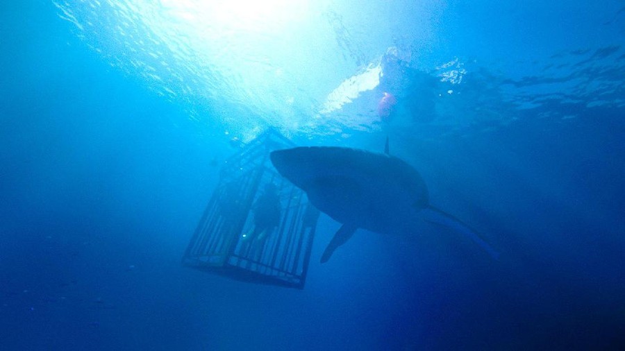 Bioskop Trans TV menghadirkan premiere 47 Meters Down, teror hiu ganas yang jadi film asyik di tahun lalu. 