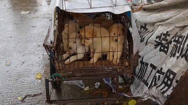 Pengadilan Korea Selatan memutuskan untuk melarang pembunuhan anjing untuk dikonsumsi. Sekitar satu juta anjing diyakini dimakan tiap tahunnya di Korea Selatan.