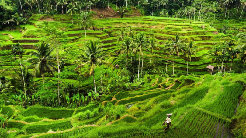 Mantan Presiden Amerika Serikat Barack Obama memutuskan berlibur ke Bali dan ingin menikmati keindahan Ubud, Gianyar