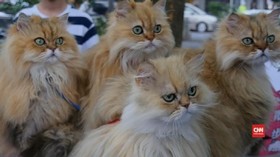 Pensiunan Jepang Bawa Kucing Keliling Tokyo