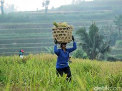 Putus Rantai Pasok Produk Pertanian, Bali Bikin Kelembagaan Satupintu