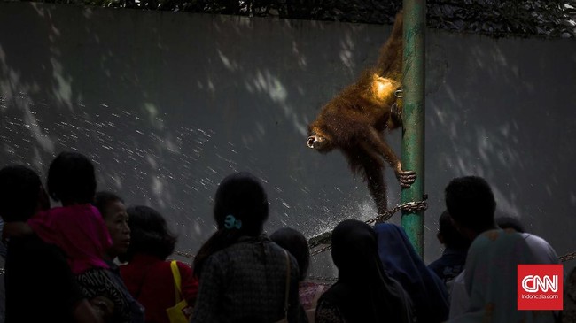 Pemberian kado spesial Natal bagi satwa di Ragunan diharapkan bisa mendidik pengunjung agar tidak sembarangan memberi makanan kepada hewan.