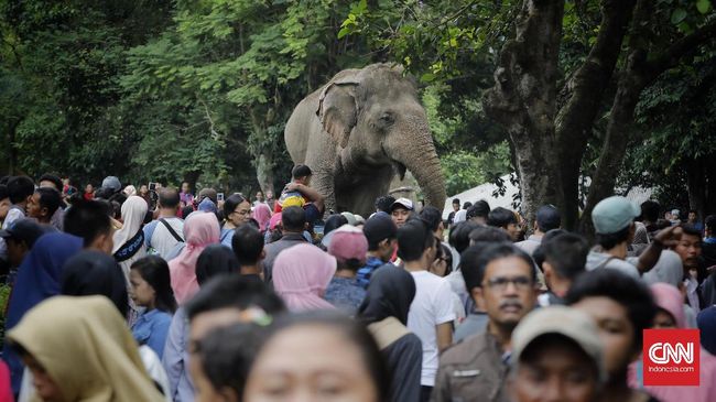 Tak hanya karyawan kantoran saja, hewan di Kebun Binatang Ragunan juga dapat jatah bersantai. Tapi ada yang berbeda saat musim liburan tiba.