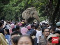 Cerita Tentang Melki, Gajah Paling Usil nan Lincah di Ragunan