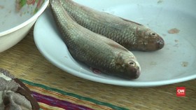 Sepuluh Fakta Wabah Virus Tilapia pada Ikan Nila