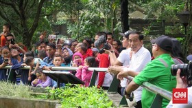 Kenangan Jokowi bersama Gorila 'Kumbo' di Ragunan