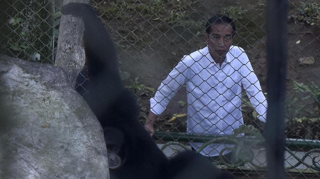 Acap kali Jokowi menyambangi Ragunan, persis ketika saat menjabat sebagai gubernur DKI Jakarta, ia selalu langsung mengunjungi Pusat Primata Schmutzer.