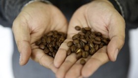 Tour de Flores Bakal Diisi Acara Sejuta Cangkir Kopi