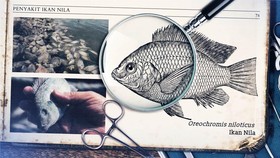 Tilapia dan Empat Penyakit Ikan Nila Lainnya