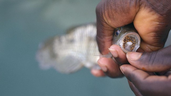 Selama ini benih ikan nila dan mujair siap jual selalu diperiksa, namun baru sekarang ciri-ciri penyakit TiLV dimasukkan sebagai poin catatan.