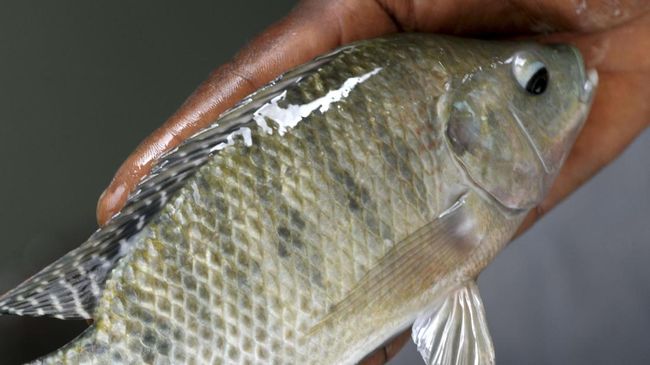 Sebagai pembudidaya ikan di Jatiluhur, Anto tak tahu pasti penyakit yang menimpa ikan nila, termasuk peringatan akan wabah Virus Tilapia yang kini melanda.