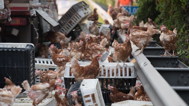 Sebuah truk pengangkut ayam mengalami kerusakan saat melintasi jalan raya Linz, Austria, membuat ribuan ayam lepas ke jalan dan menyebabkan kemacetan.
