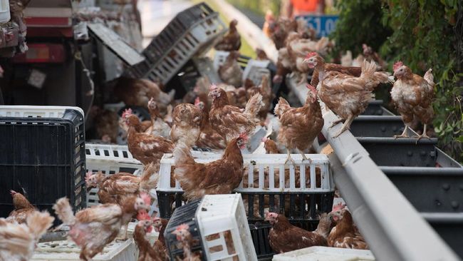 Ribuan Ayam  Sebabkan Kemacetan Panjang  di Austria