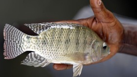 KKP Lakukan Survei Aktif dan Pasif Terkait Virus Tilapia
