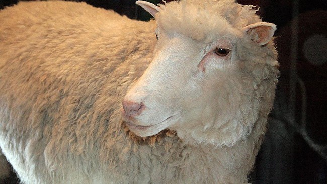 Hari ini, 21 tahun yang lalu, lahirlah domba hasil kloning: Dolly. Domba ini adalah mamalia pertama hasil kloning di dunia.