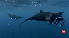 Upaya Memberantas Perdagangan Ilegal Pari Manta di Indonesia
