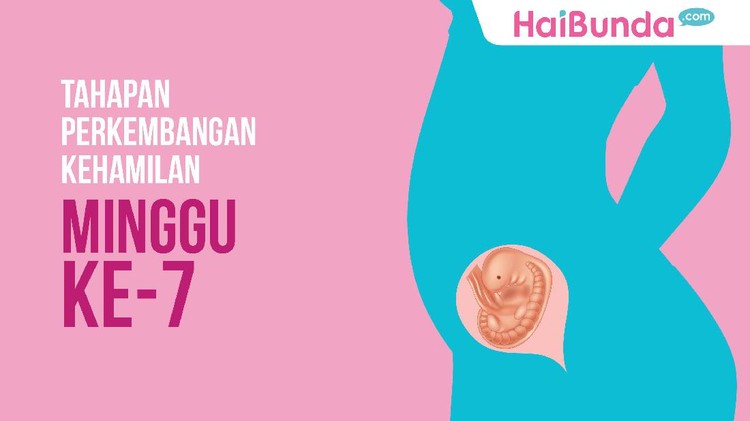 Apa yang terjadi di dalam rahim saat kehamilan memasuki usia tujuh minggu ya?
