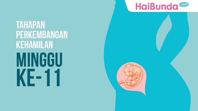 Yuk kita intip bareng Bun perkembangan janin di minggu ke-11 kehamilan.