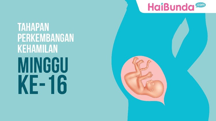 Halo Debay, seperti apa kondisi kamu di kehamilan 16 minggu ya?