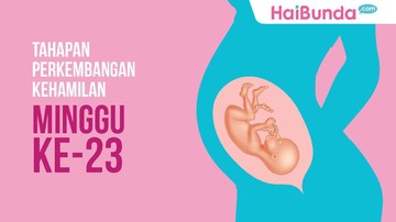 Tahapan Perkembangan Janin Minggu Ke 23