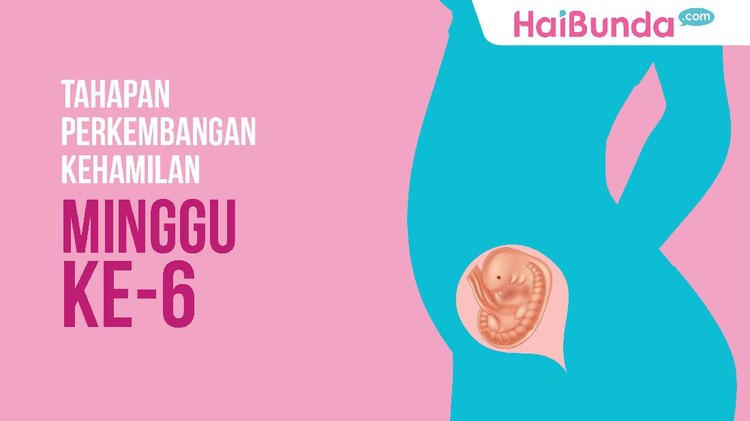 Sudah memasuki minggu ke-enam nih kandungan Bunda. Lihat lagi yuk perkembangan si kecil di rahim.
