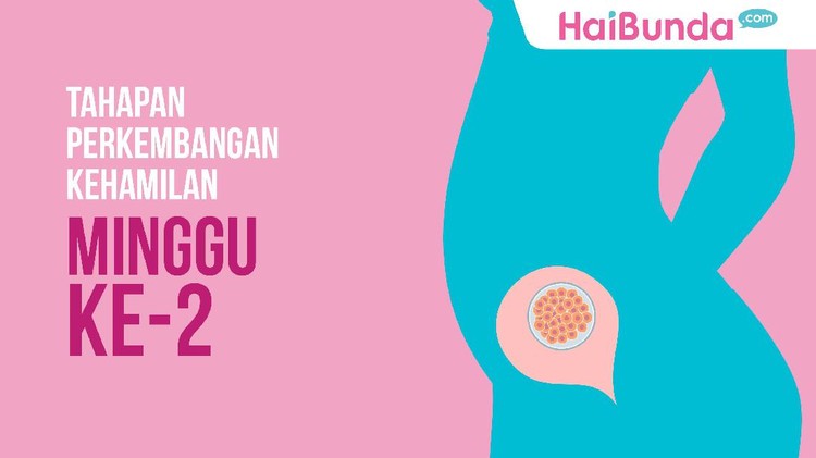 Begini lho Bun saat kehamilan berusia dua minggu.