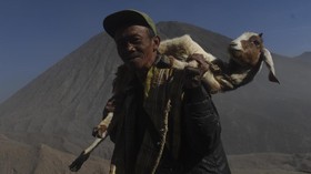 Petani Tembakau Didorong Budidaya Kambing