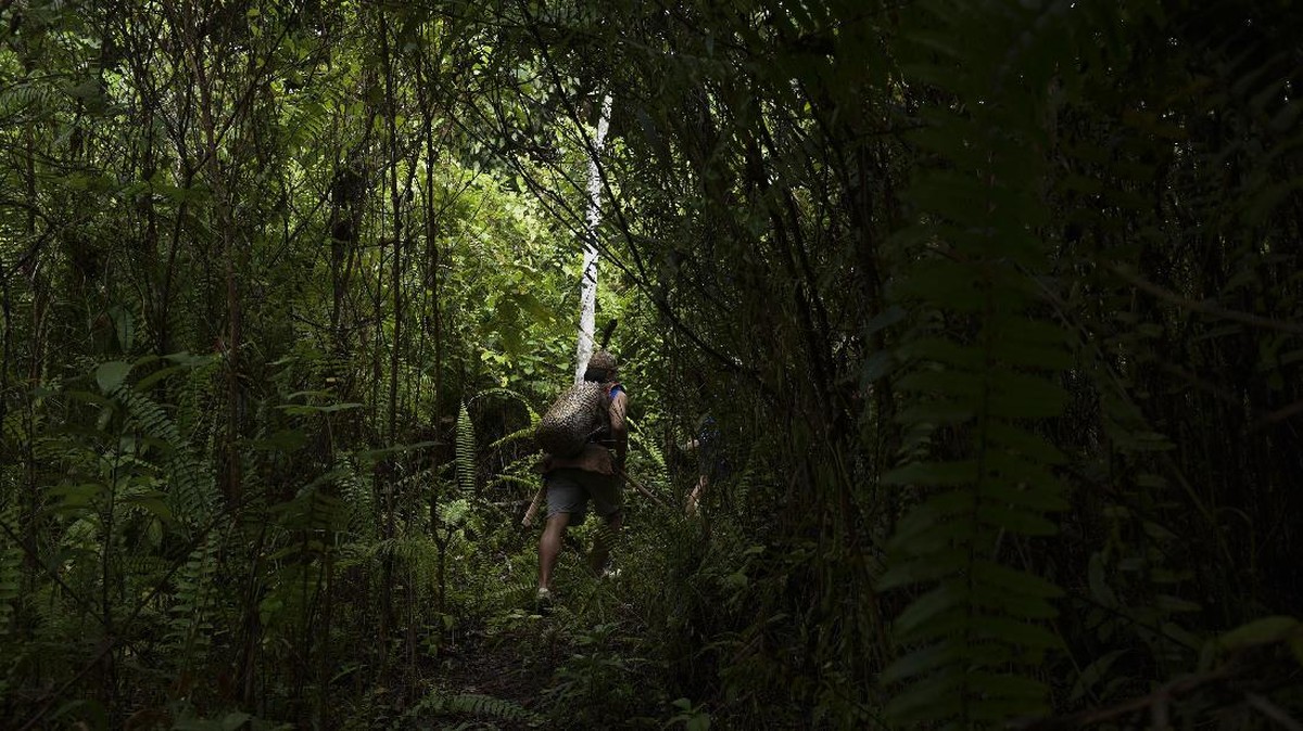 FOTO: Perburuan Warga Dayak Berpayung Hutan Adat